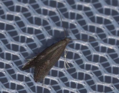 Réf. 231 991 : Tinagma ocnerostomella